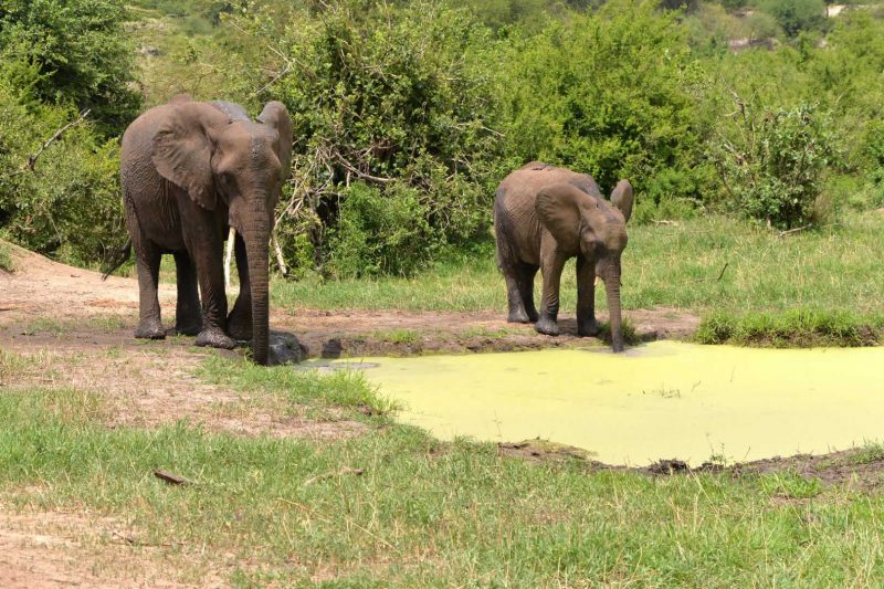 10 Day Tanzania Wildlife Safari