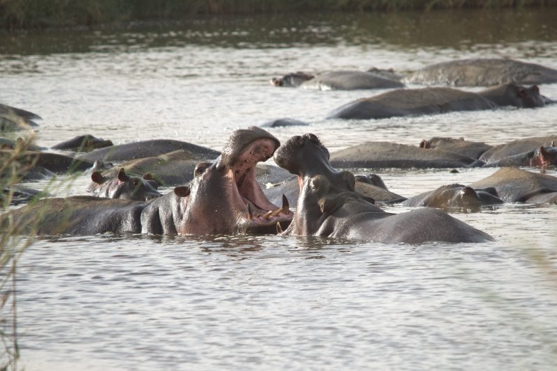 4 Days Tanzania Budget Camp Safaris