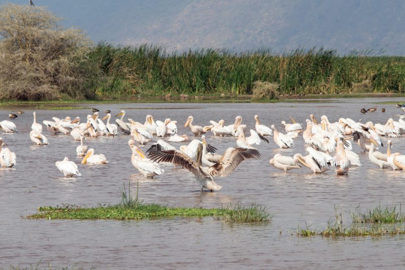 7 Days Africa Wild Adventure