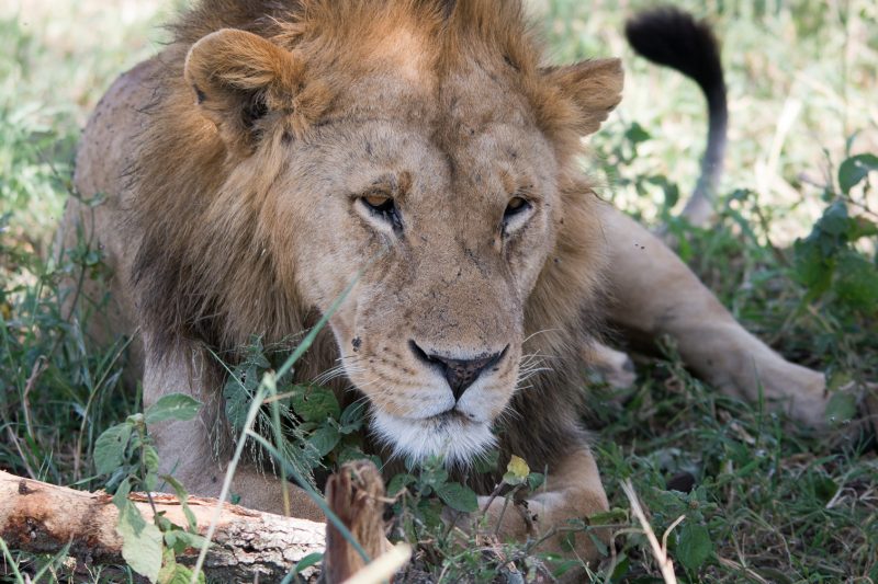 6 Days Best of Tanzania Lodge Safari