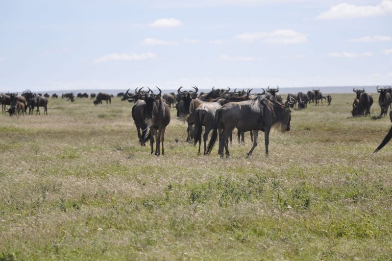 5 Days Tanzania Camping Safari