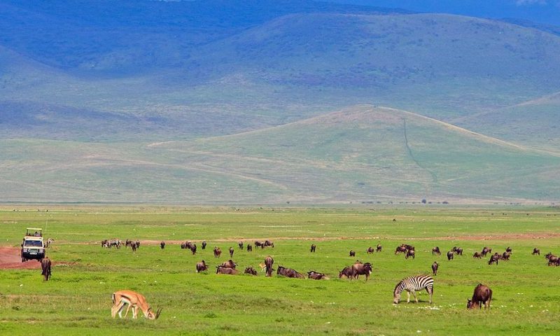 Ngorongoro Crater Day Tour