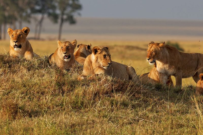 6 Days Tanzania Affordable Lodge Safari