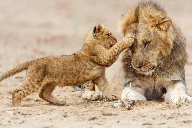 4 Days Tanzania Standard Lodge Safari