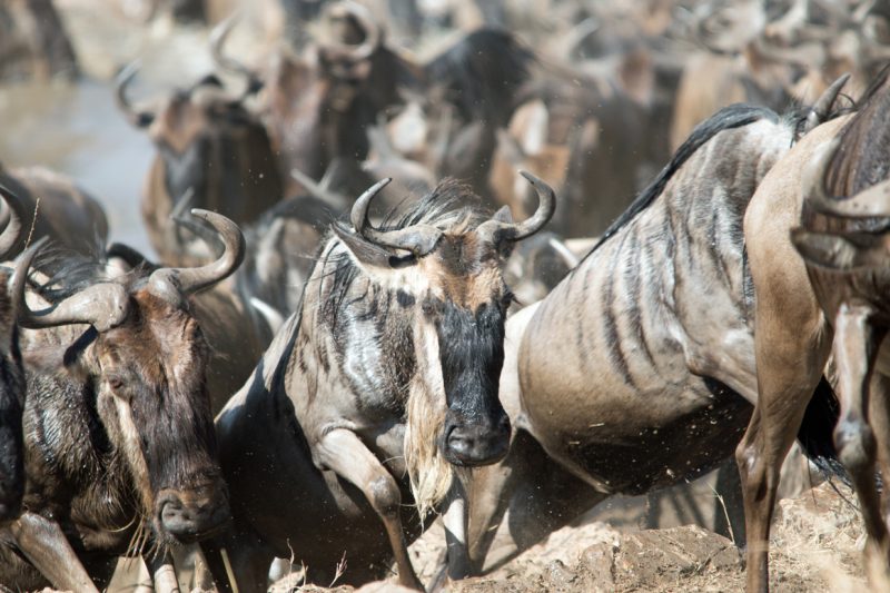 6 Days Serengeti Migration Safari