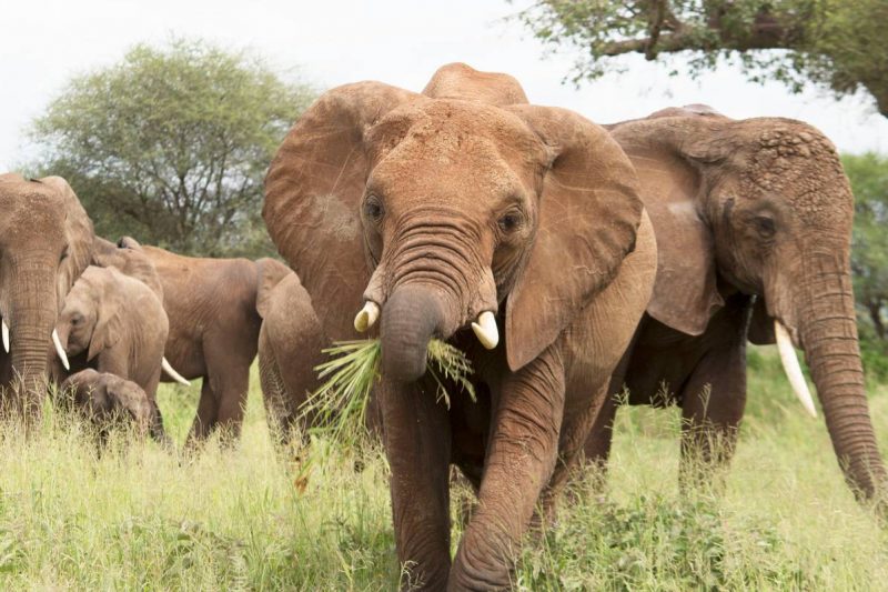 3 Days Budget Camping Safari in Tanzania