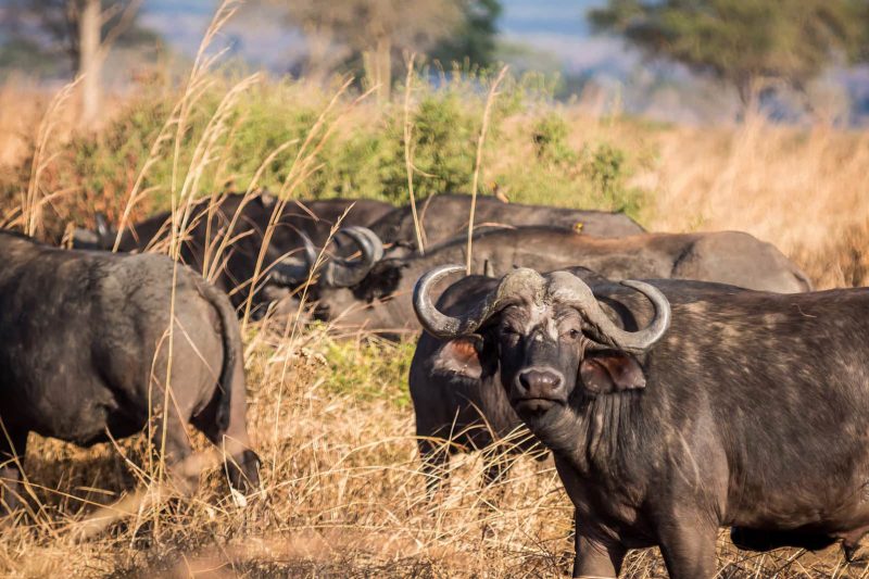 8 Days Southern Tanzania Luxury Safari